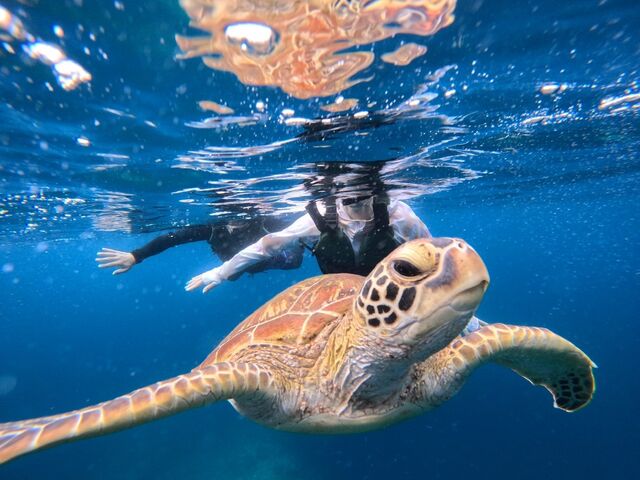 �l��������
�J���C�C�I�I_Tomorl