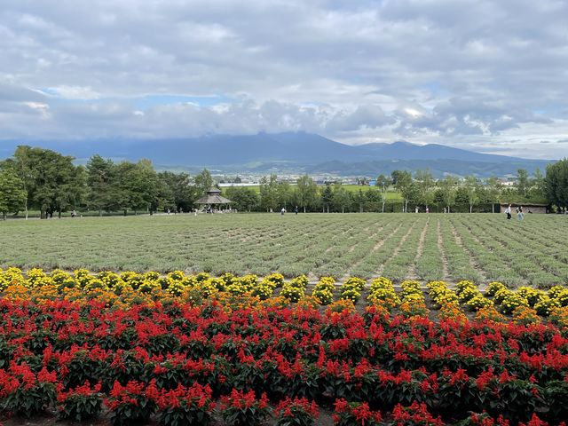 �ʂ茩���Ȍi�F_�l�G�ʂ̋u