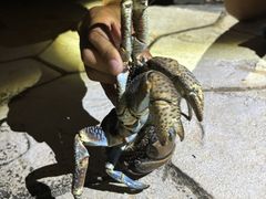 Ђ܂ɂ񂳂OCEAN LIFEւ̓eʐ^1