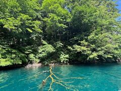 ~l̃Oh@RIB Tripւ̓eʐ^1