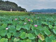 sklfh����̂����ڂ�@���̓��e�ʐ^1