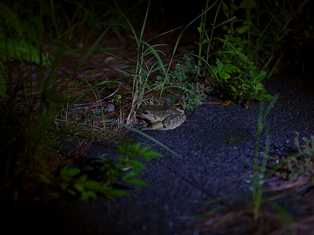 �I�b�g���K�G���i���������@�V�R�L�O���j_�����I���W�i���T�[�r�X