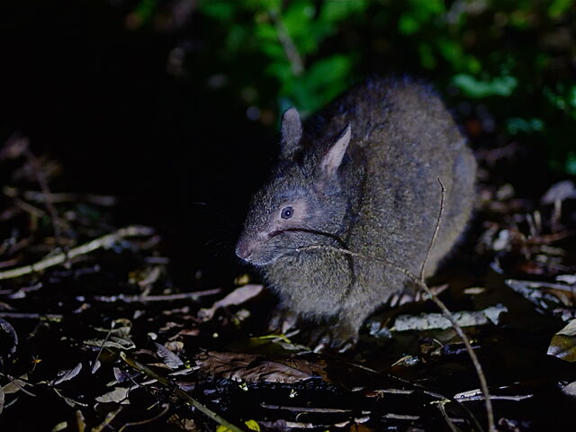 �A�}�~�m���E�T�M�i�V�R�L�O���j_�����I���W�i���T�[�r�X