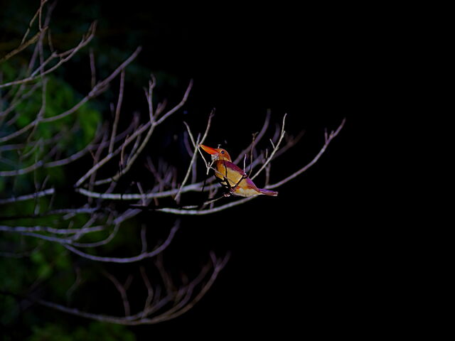 �i�����E�L���E�j�A�J�V���E�r��_�����I���W�i���T�[�r�X