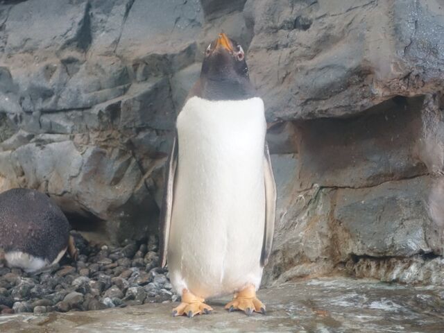 �W�F���c�[�y���M��_���R������