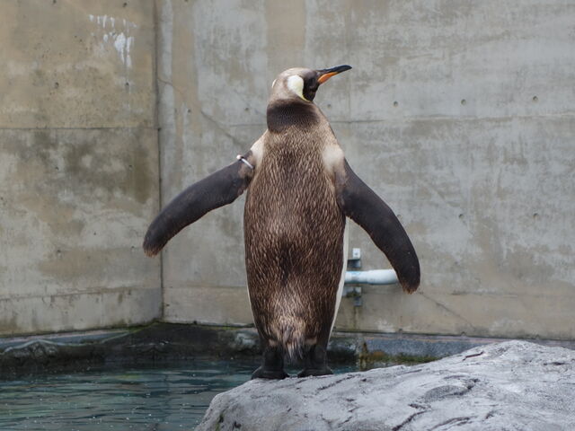 �L���O�y���M��_���R������