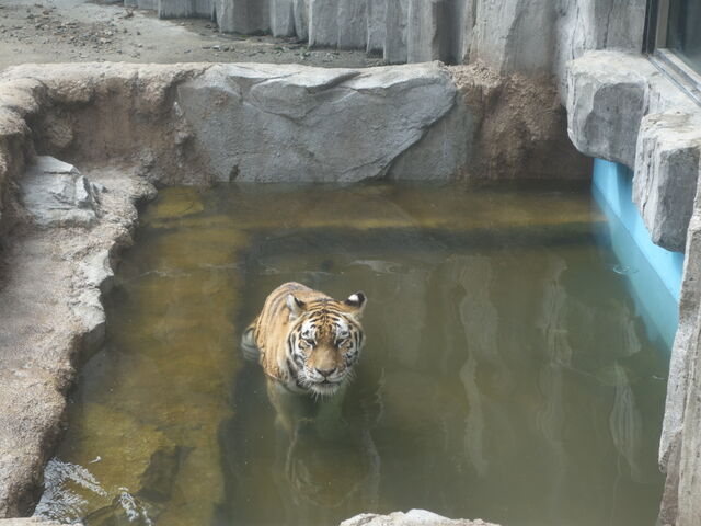 �A���[���g��_���R������