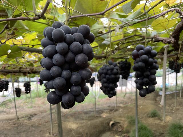 �����_�[���̋u�ό��_��(�����s�ό��Ԃǂ��Z���^�[�����x��)