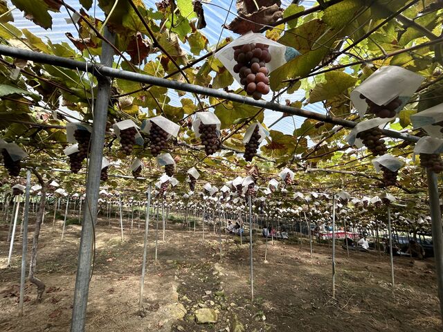 �X�`���[�x��_�[���̋u�ό��_��(�����s�ό��Ԃǂ��Z���^�[�����x��)