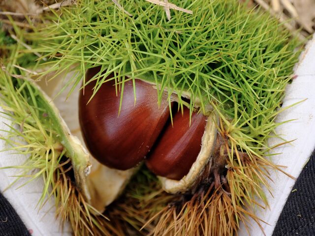 ���ŊJ����_���˂��_��