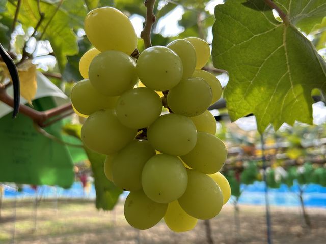 ��������傫���V���C���}�X�J�b�g_���� KURANSA