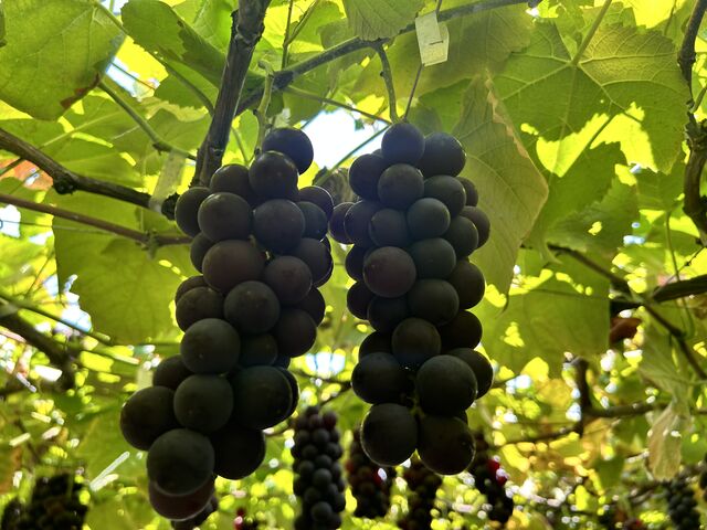 �����傫���ĊÂ��Ĕ������������ł�_��ԉ�