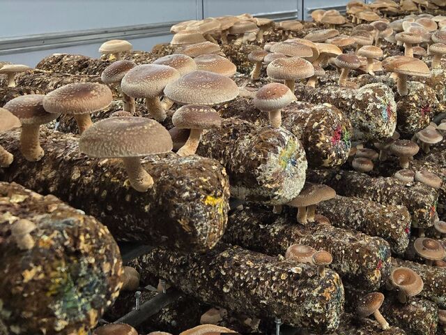 VC^P͋Mdȑ̌
_t@[rbW