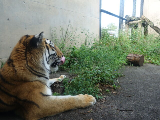 �A���[���g��_���R������