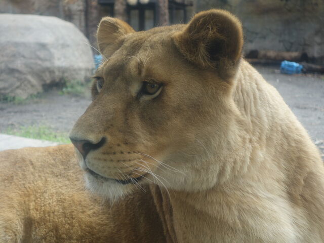 ���C�I��_���R������