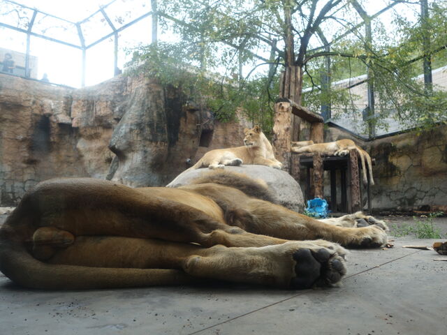 ���C�I��_���R������