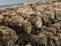 ア̂t@[rbWւ̓eʐ^1