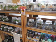 񂳂̓̉w@̋s݂Ȃ݂܂둺̓eʐ^11