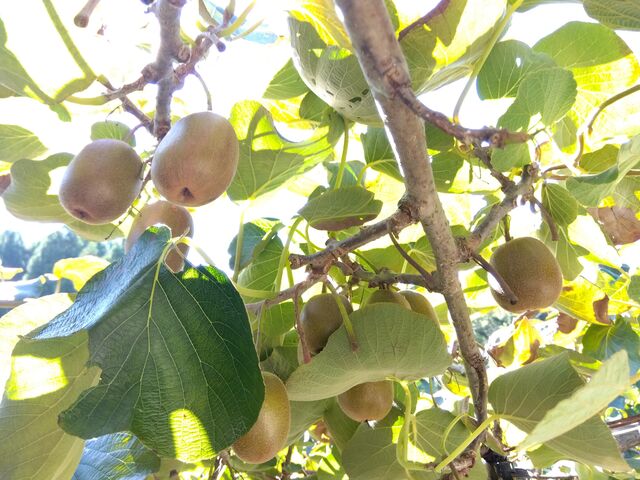 ���ƍ͔|�̃L�E�C_���c����