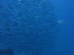 �݂₱�Ԃ���̃V�[�}���Y�r�[�`�ւ̓��e�ʐ^1