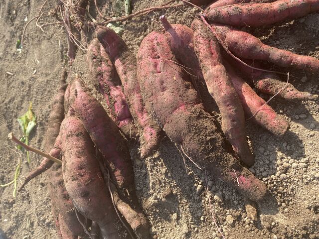 �傫�������g�����܁B_�Ƃ��݂�_��