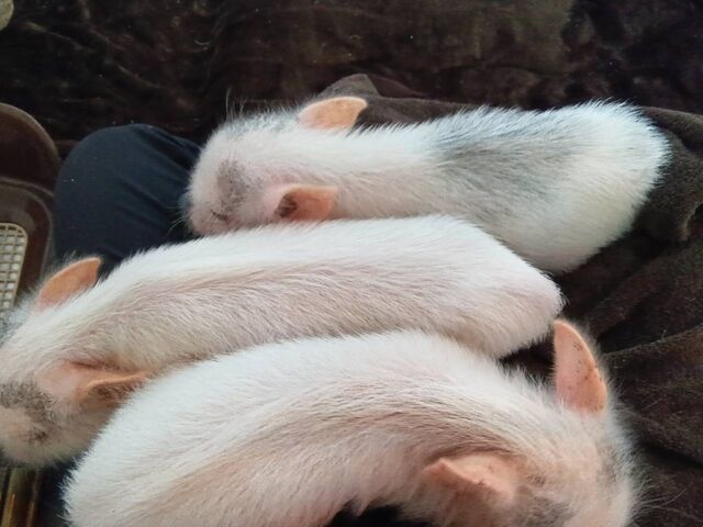 ��t�̃}�C�u�^�J�t�F_�X�C�[�e�B�[�s�b�O�X��t