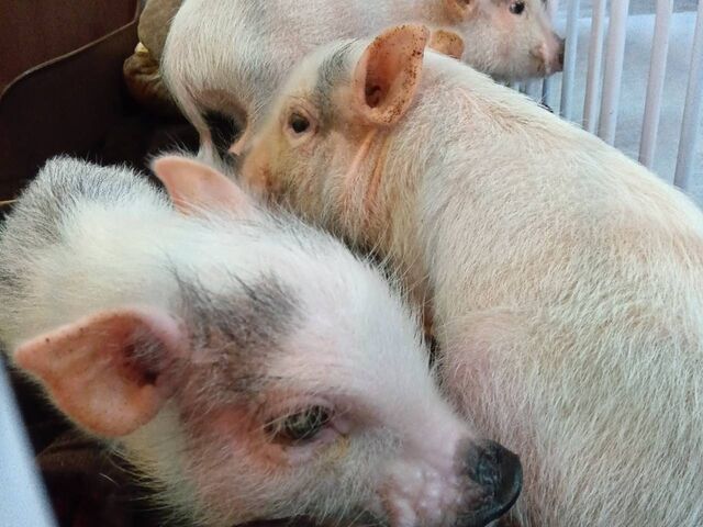 ��t�̃~�j�u�^�J�t�F_�X�C�[�e�B�[�s�b�O�X��t