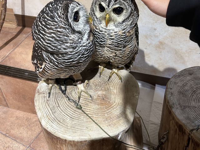 �ӂ�ӂ�_�ӂ��낤�̂���J�t�F�V�_