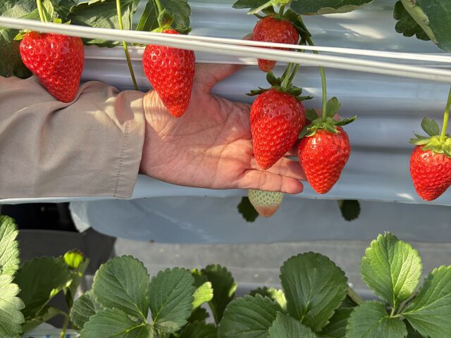 ��R�̑傫�Ȃׂɂ���_�X�g���x���[�G���W�F��