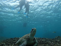 [̃I[X[Vm[P{Óւ̓eʐ^1