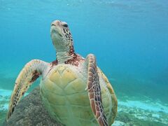 炳炳̃I[X[Vm[P{Óւ̓eʐ^1