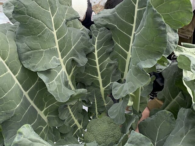 �t���ς��傫�ȃu���b�R���[_�����쎩�R�̌��t�@�[��