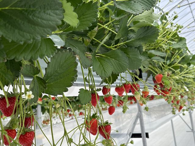 �Y��ł��B_����(�䂢)�t�@�[��