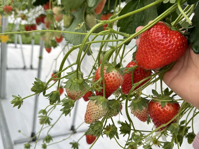 �ǂ������ł��B_����(�䂢)�t�@�[��