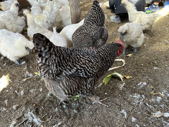 �G���{�̗��Ƃ�̌�_�����n���_��