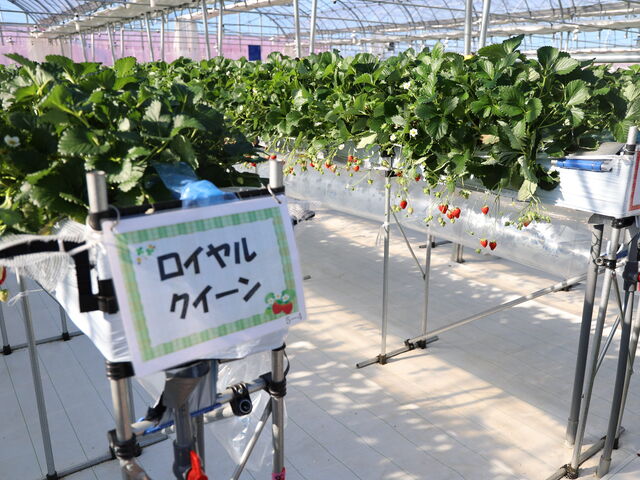 �����f�������́A���C�����N�C�[���A�����A������́A�͂�ЁA�g�ق��؁A���c�{�V���H�ו���ł���_����(�䂢)�t�@�[��