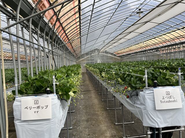 �����ƂĂ��L���Y��ł��I_strawberryfarm �V���C���x���[