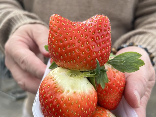 䕑傫���Ĕ��������ł����I�I_strawberryfarm �V���C���x���[