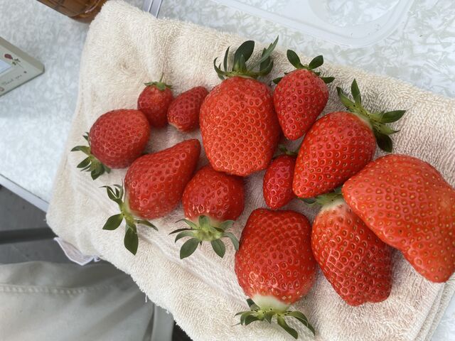 �傫�����̂⏬�������̂ǂ���Â��Ĕ��������ł�_���ڂ�������