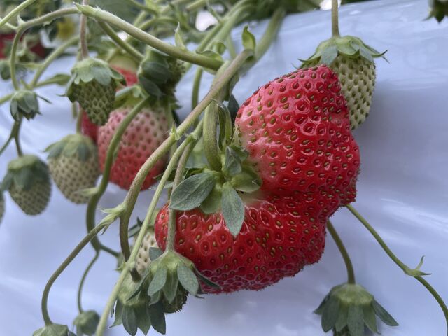 ������́B����Ȃɑ傫�����̂�����܂��B_���ڂ�������