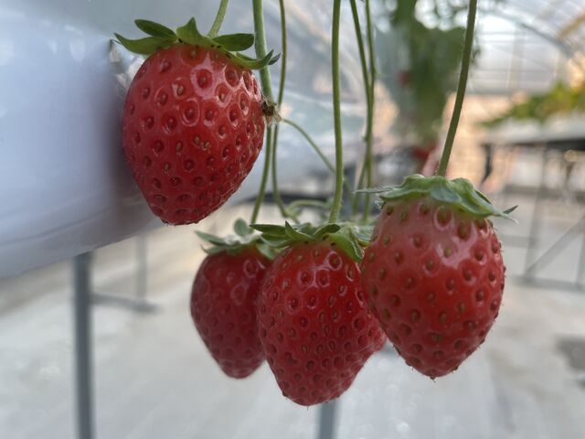 �`���Y��ł��B_���ڂ�������