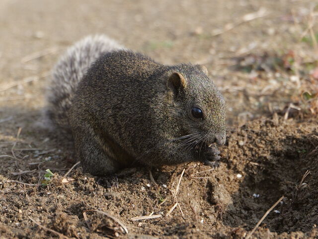 GT𖄂߂ĂāAォ@oĐHׂ...Ƃ悤łB_sӂꂠ̗@X