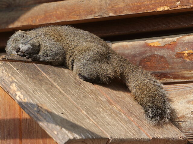 ɂȂƐQ܂B_sӂꂠ̗@X