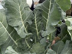 Ђ낳̔쎩Řt@[ւ̓eʐ^1