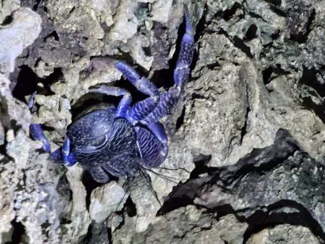 ���V�K�j_�X�^�[���C�t�Ί_��