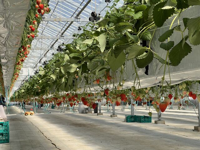 �V��̂�����_�t�@�[������� �É͓X