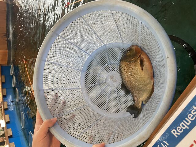 �s���j�A�L�O�ʐ^�B�����瑦�����[�X�ł��B
_�ނ��Č�����ڂ�����̍� ����