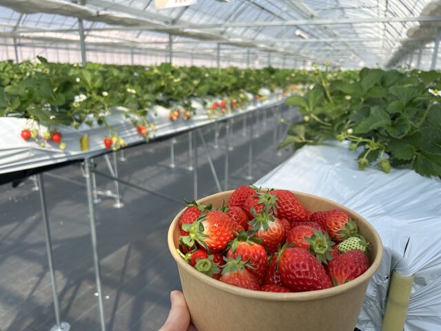 �ƂĂ��L�����Y��ł����I_Green Room