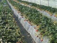 ܂񂳂񂳂̃Xgx[h}ւ̓eʐ^1