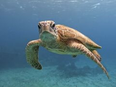 ������񂳂��Y'S DIVE OKINAWA�ւ̓��e�ʐ^1